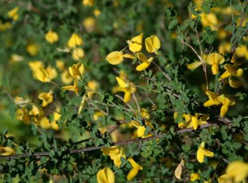 Рокитник сідячелістний Cytisus sessilifolius фото