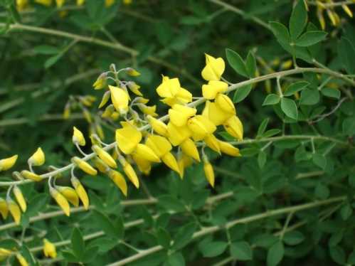 Рокитник чорніючий Cytisus nigricans фото