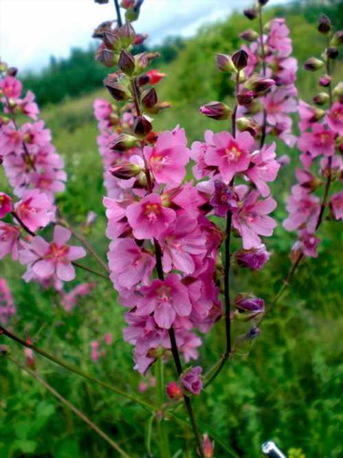 Сідальцея Кузика Sidalcea cusickii фото