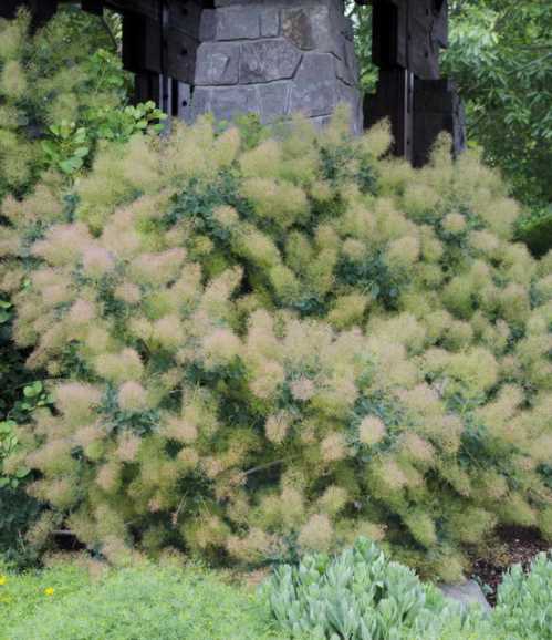 Скумпія шкіряна cotinus coggygria green fountain kolcot фото