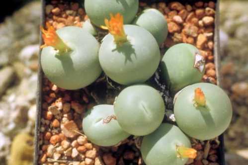 Конофітум калькулус фото Conophytum calculus догляд в домашніх умовах