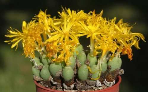 Конофітум нанум Conophytum nanum фото