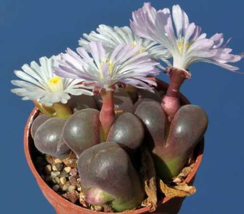 Конофітум Фрідріха Conophytum friedrichiae фото