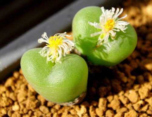 Конофітум увігнутий Conophytum Concavum фото