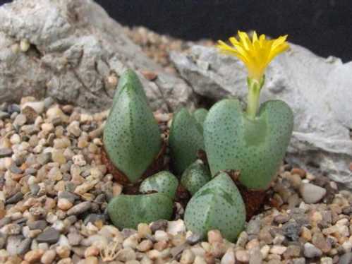 Конофітум Еліша Conophytum Elishae фото