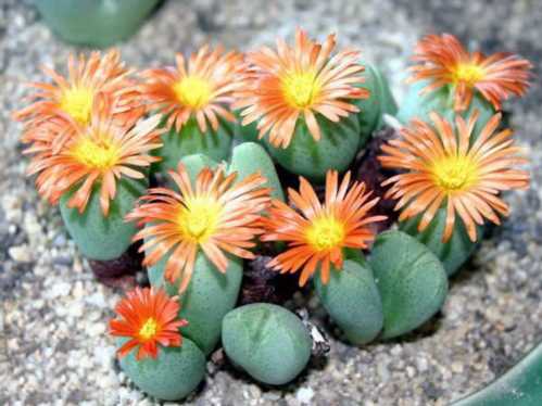 Конофітум Чагарниковий Conophytum Frutescens фото