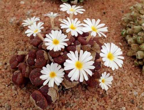 Конофітум Пеліцідум Conophytum Pelicidum фото