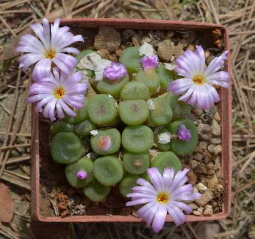 Конофітум кубічний Conophytum cubicum