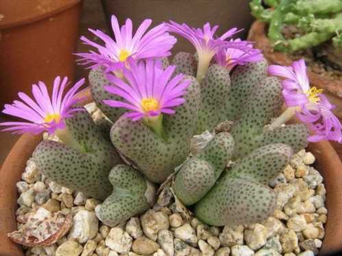 Конофітум Карамопенс conophytum karamoepense фото