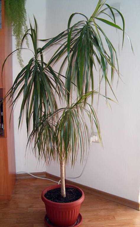 Драцена Облямована Dracaena marginata фото