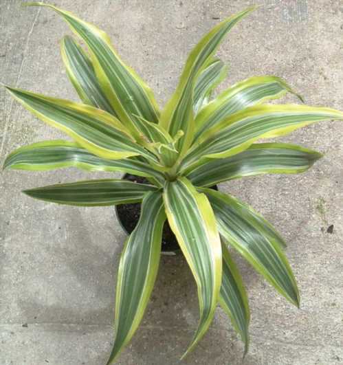 Драцена деремская Dracaena deremensis фото