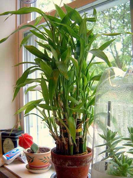 Драцена Сандера Dracaena sanderiana фото