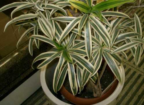 Драцена відігнути Dracaena reflexa фото