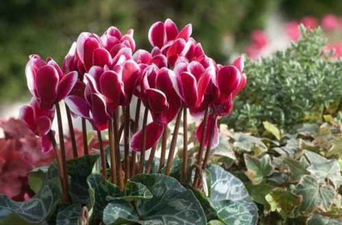 Цикламен перський Cyclamen persicum фото