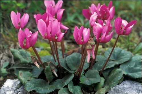 Цикламен європейський або червоніє, пурпурний Cyclamen purpurascens фото