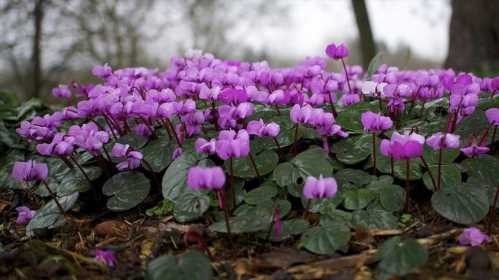 Цикламен Косской або кавказький cyclamen coum subsp. caucasicum фото