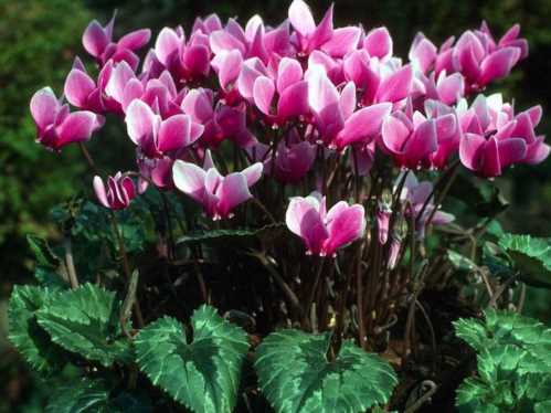 Цикламен плющелістная або неаполітанський Cyclamen hederifolium фото