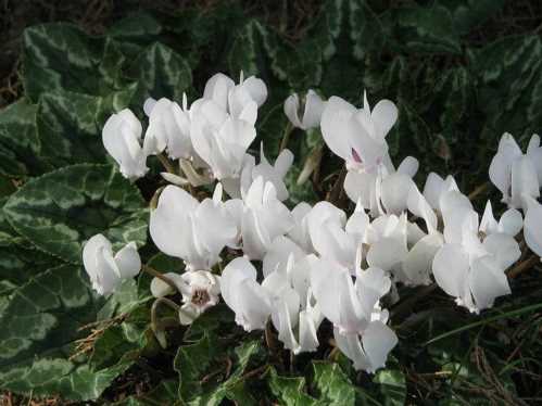 Цикламен плющелістная альбум Cyclamen hederifolium Album фото