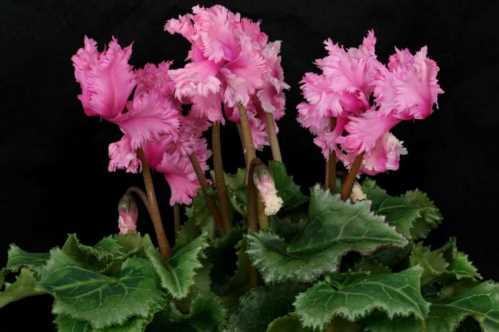 Цикламен перський Пом Пом Cyclamen persicum PomPom фото