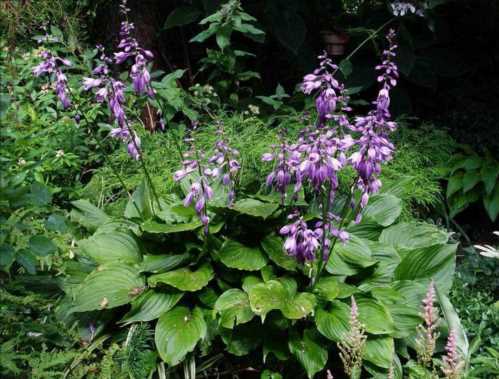 Роздута хоста Hosta ventricosa фото в саду