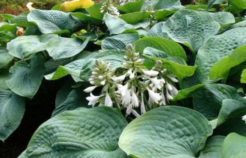 Хоста Зибольда Hosta sieboldiana сорт Elegans фото