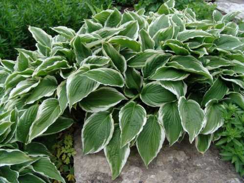 Подорожникова хоста Hosta plantaginea фото