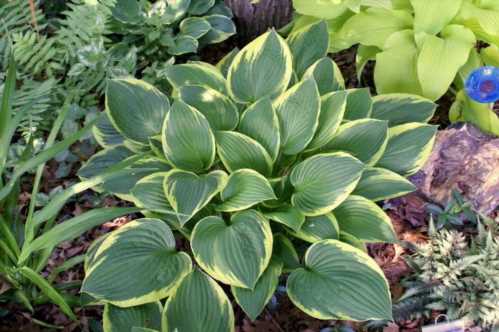 Хоста Форчун Hosta