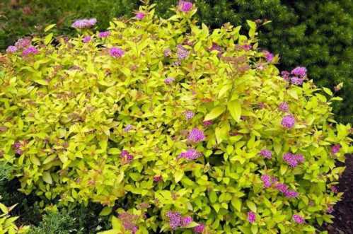 Спірея японська Голдфлейм Spiraea japonica Goldflame фото в саду