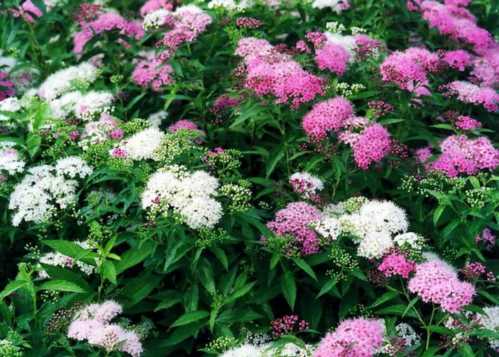 Спірея японська сорт Spiraea japonica