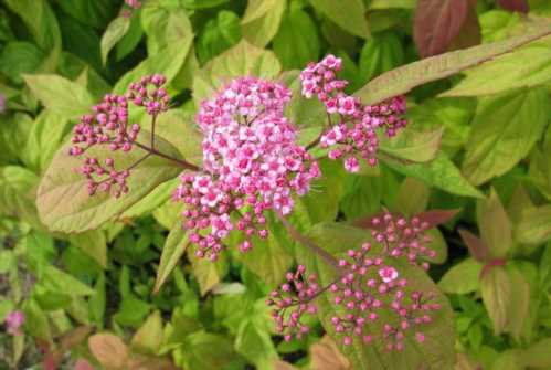 Спірея японська макрофіт Macrophylla фото в саду