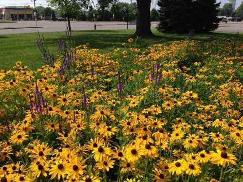 Рудбекия волосиста Rudbeckia hirta посадка і догляд фото на клумбі