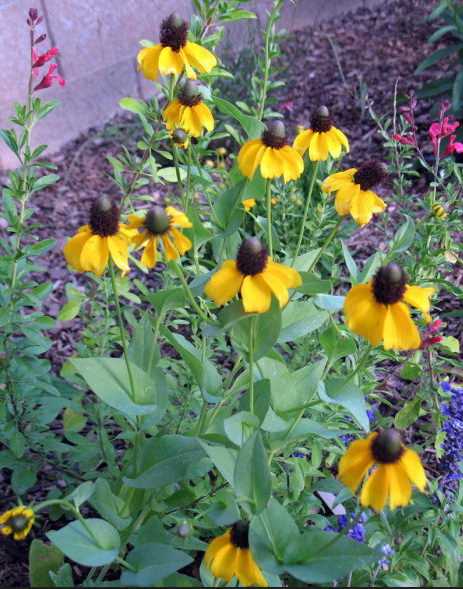 Рудбекия охоплює Rudbeckia amplexicaulis посадка і догляд фото квітів в саду