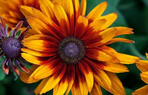 Рудбекия двоколірна rudbeckia bicolor фото квітів розсада коли садити