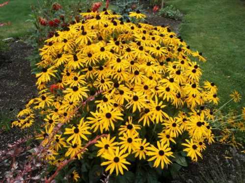 Рудбекия блискуча на фото сорт Rudbeckia fulgida