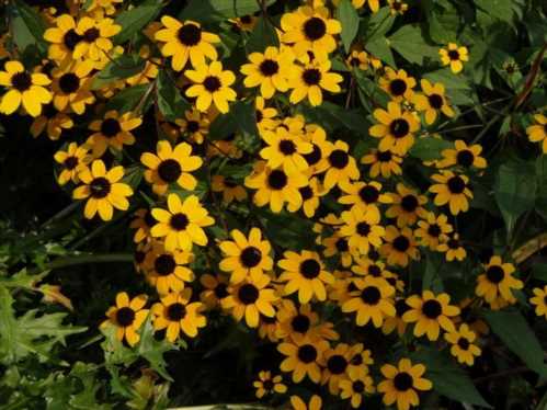 Рудбекия трилобіт Rudbeckia triloba посадка і уходв відкритому грунті фото