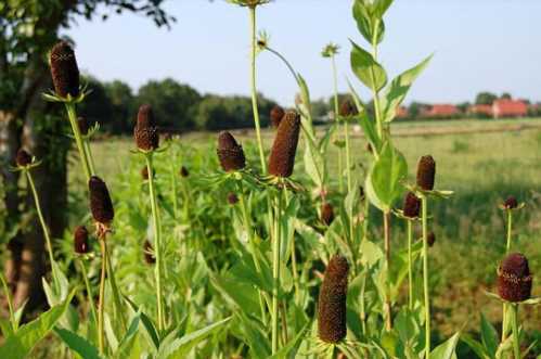 Рудбекия західна Rudbeckia occidentalis Green Wizzard фото