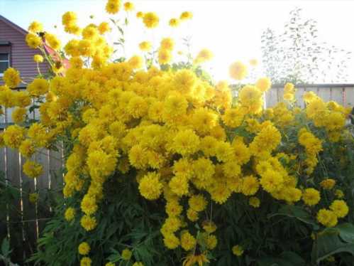 Рудбекия розсічена Золота куля Rudbeckia laciniata var. Hortensia фото