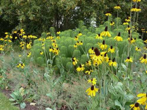 Рудбекия гігантська Rudbeckia maxima посадка і догляд фото в саду