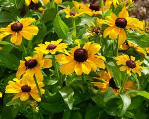 Рудбекия гібридна Rudbeckia hybrida посадка і догляд фото на клумбі