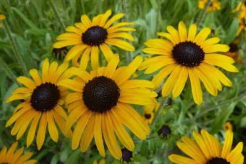 Рудбекия прекрасна або гарна Rudbeckia speciosa вирощування і догляд фото квітів в саду