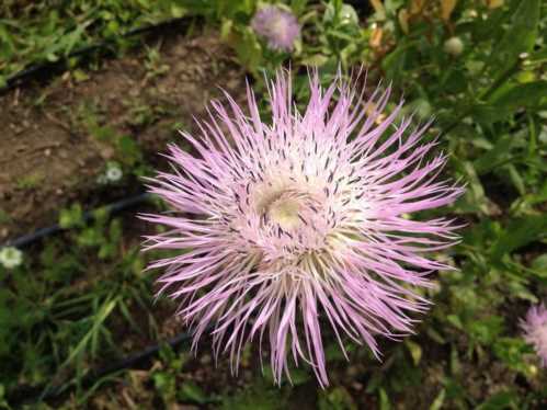 Волошка американський centaurea americana aloha blanca фото