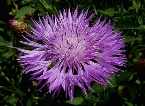 Волошка подбелнний Centaurea dealbata