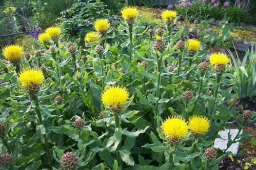 Волошка крупноголових Centaurea macrocephala фото