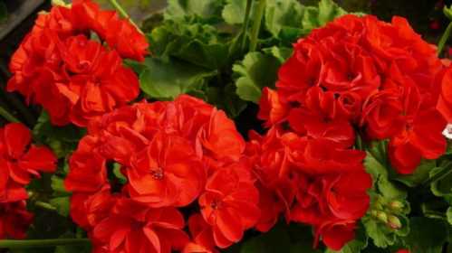 Пишне цвітіння герані Як доглядати за геранню на фото сорт Geranium Calliope Dark Red