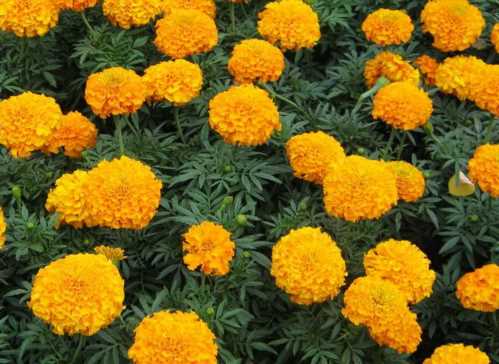 Бархатец прямостоячий або африканський Tagetes erecta фото