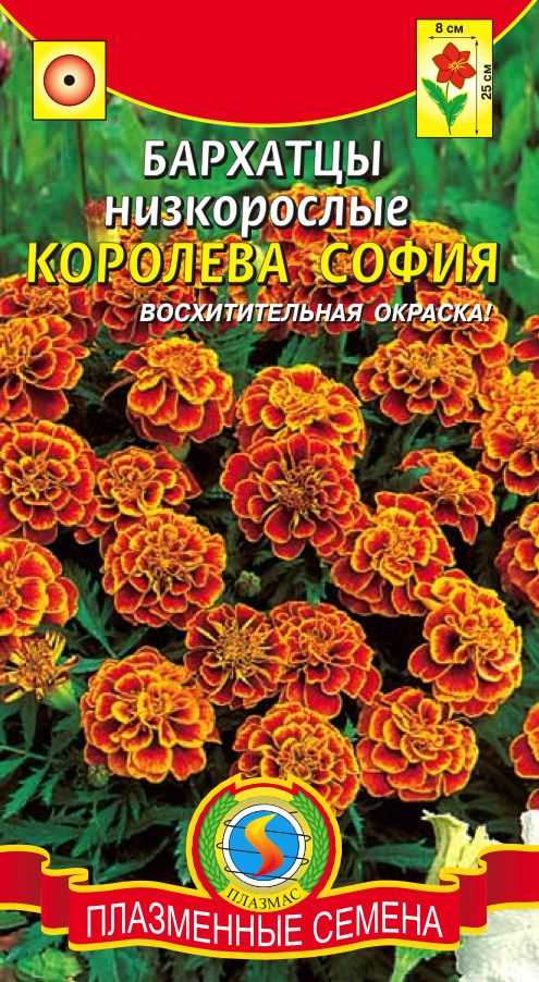 Чорнобривці відхилені сорт Королева Софія фото