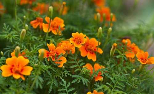 Барахатец тонколиста Tagetes tenuifolia фото назви сортів з описами