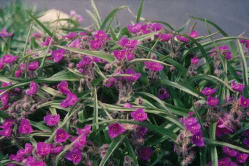 Традесканція волохата Tradescantia villosa фото