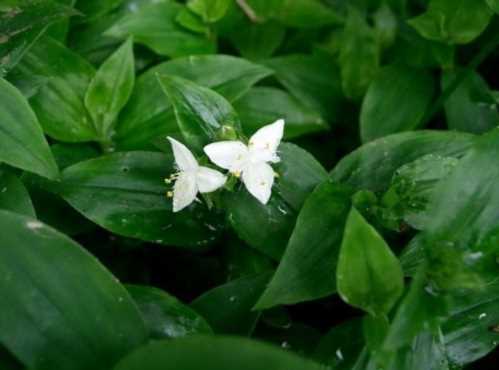 Традесканція белоцветковая Tradescantia albiflora