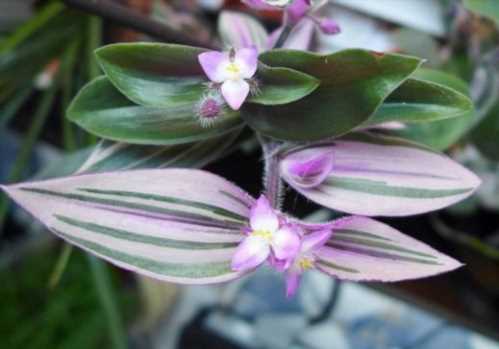 Традесканція Блоссфельда Tradescantia blossfeldiana